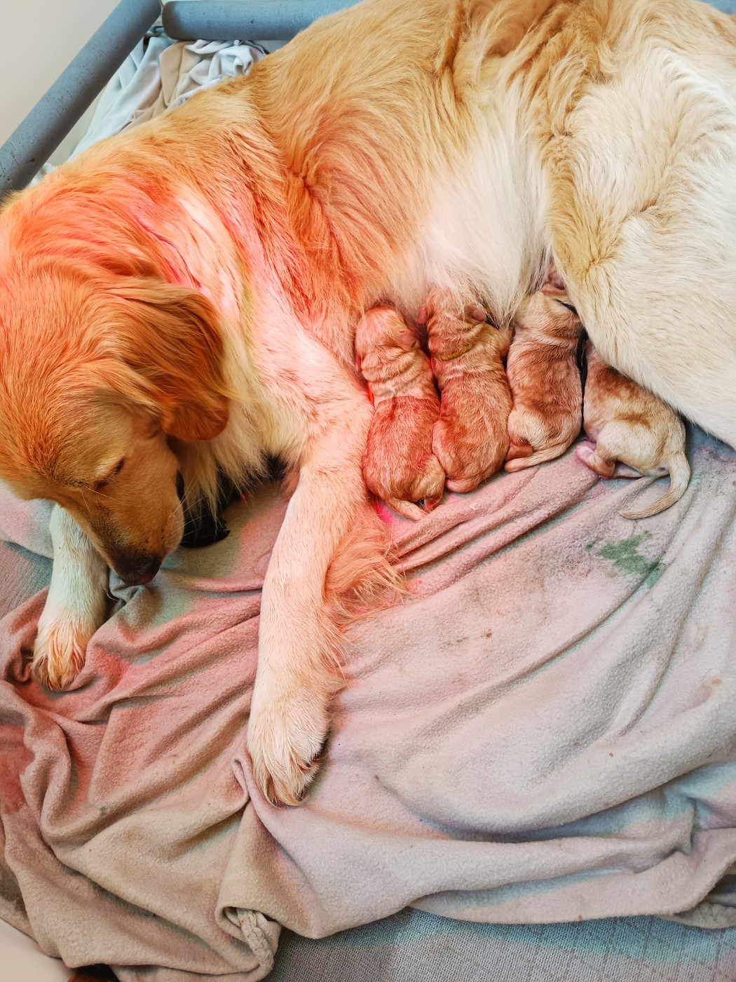 naissance des bébés de Raëlyn Du Chant Du Jardin et de Reisen Des Trois Petits diable