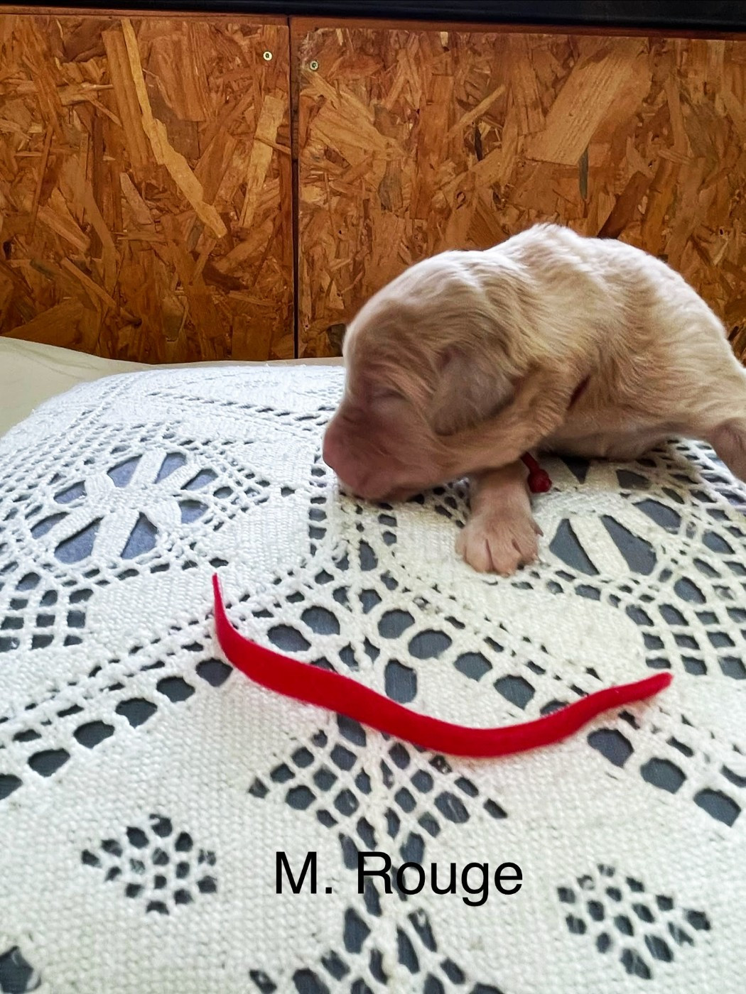 Du Chant Du Jardin - Chiots disponibles - Hovawart