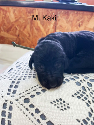 Monsieur Kaki